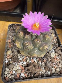 Thelocactus buekii